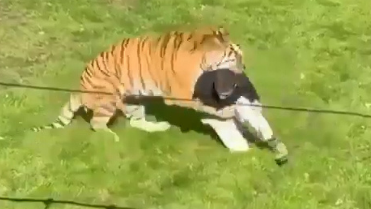 Hayvanat bahçesinde dehşet anları! Kaplanın bulunduğu bölüme atladı, sonrası facia