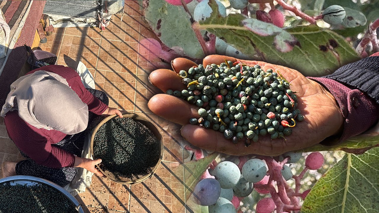 Yağı 1200, meyvesi 300 lira! Günde 50 kilo toplanıyor