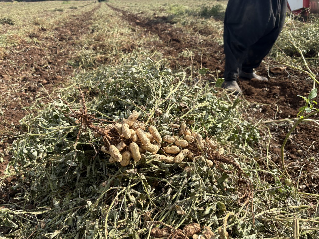 Dönüm başına yarım ton verim! Çiftçinin yüzünü güldüren hasat
