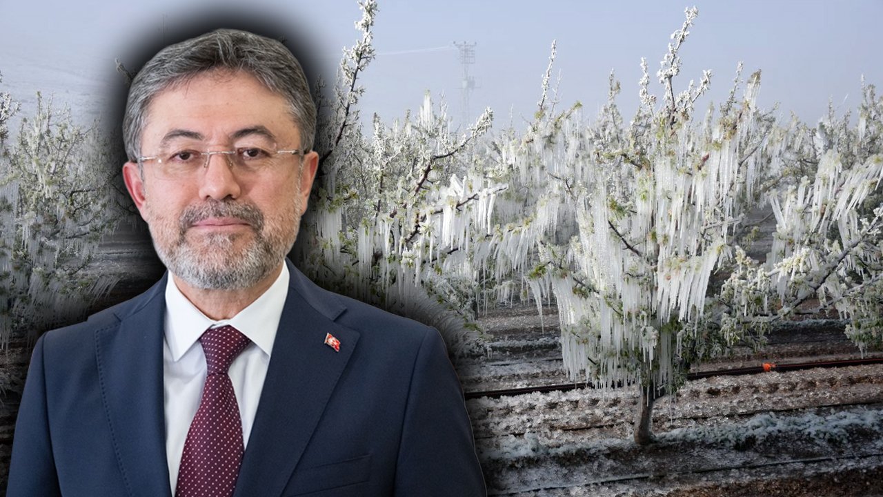 Üreticilere müjde! 16 ürün daha don riskine karşı TARSİM kapsamına alınıyor