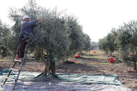 Zeytinde var yılı maliyete takılmasın! İşçilik arttı, ürünün bahçede kalma tehlikesi var