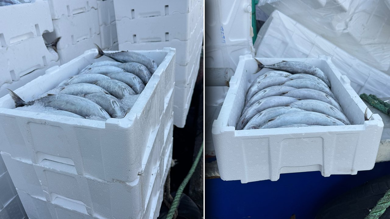 Akıllara durgunluk veren hesap! Palamudu taşıyan köpük kasa, balık fiyatını 3'e katladı
