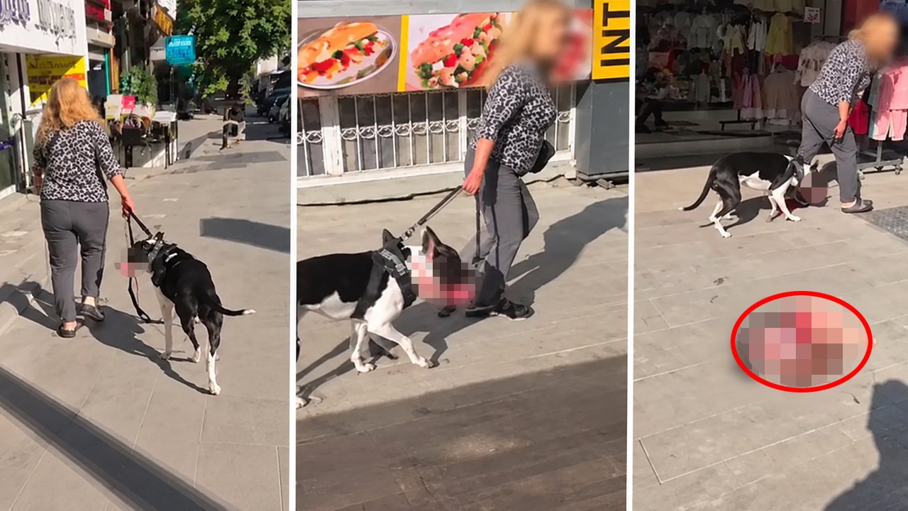 Pitbull cinsi köpek, kediyi parçaladı: Pişkin sahibine verilen ceza belli oldu!