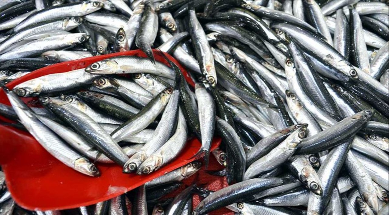 Türk hamsisine 22 ülkeden talep! En çok Avrupa ülkesine sattık 