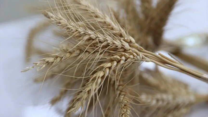 Buğdayda berekete rağmen una zam: TMO elini taşın altına koymalı
