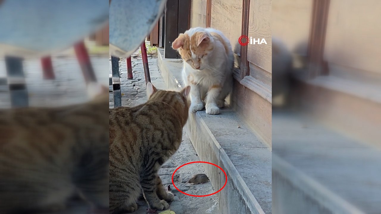 Edirne'de ezber bozan anlar! Tekir kedi fareyi diğer kedinin gazabından böyle korudu