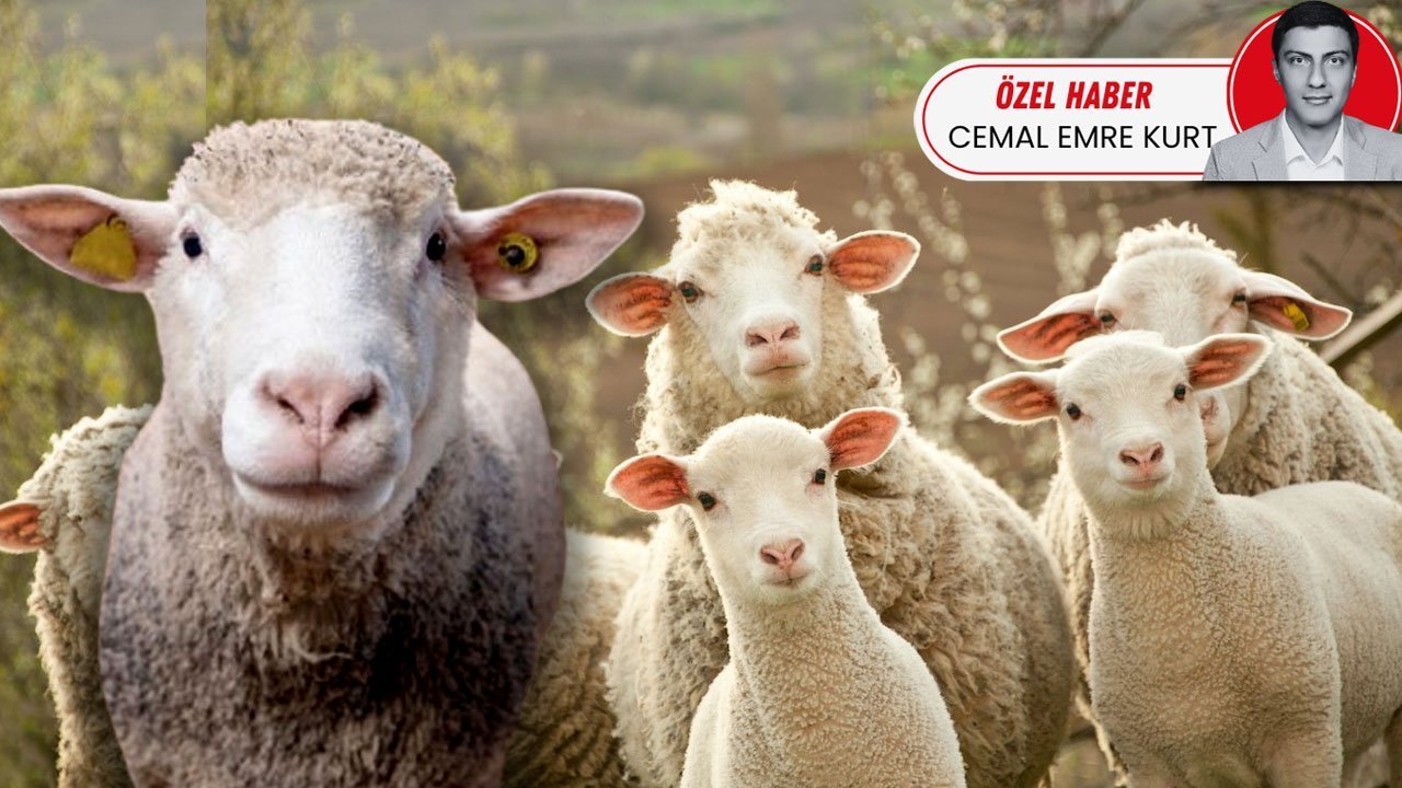 KUZU PİRZOLA 1.900 LİRA