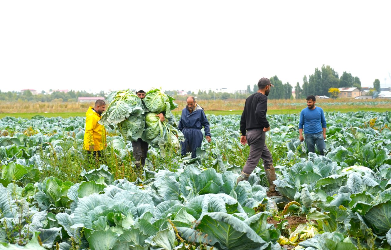 Muş Ovasında hasat başladı! Ekonomiye 165 milyon lira katkı sağlayacak