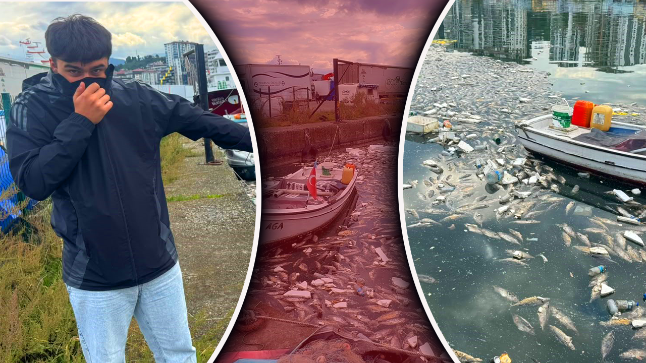 Palamut bolluğu kâbus getirdi! Kokudan durulmuyor, kimse cam açamıyor: Gereken ceza kesilsin 