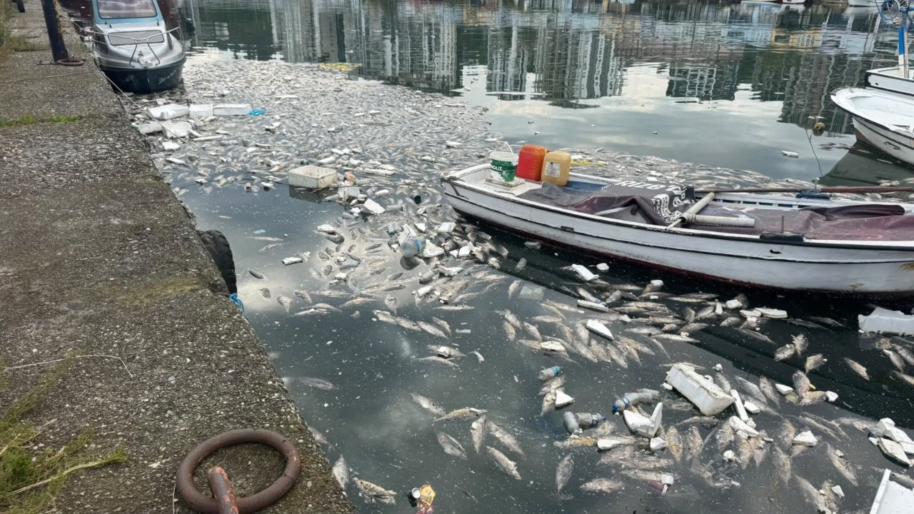 Palamut bolluğu kâbus getirdi! Kokudan durulmuyor, kimse cam açamıyor: Gereken ceza kesilsin