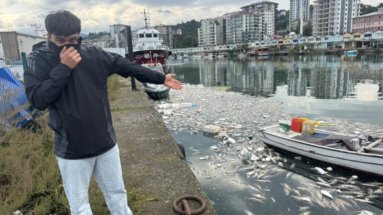Palamut bolluğu kâbus getirdi! Kokudan durulmuyor, kimse cam açamıyor: Gereken ceza kesilsin