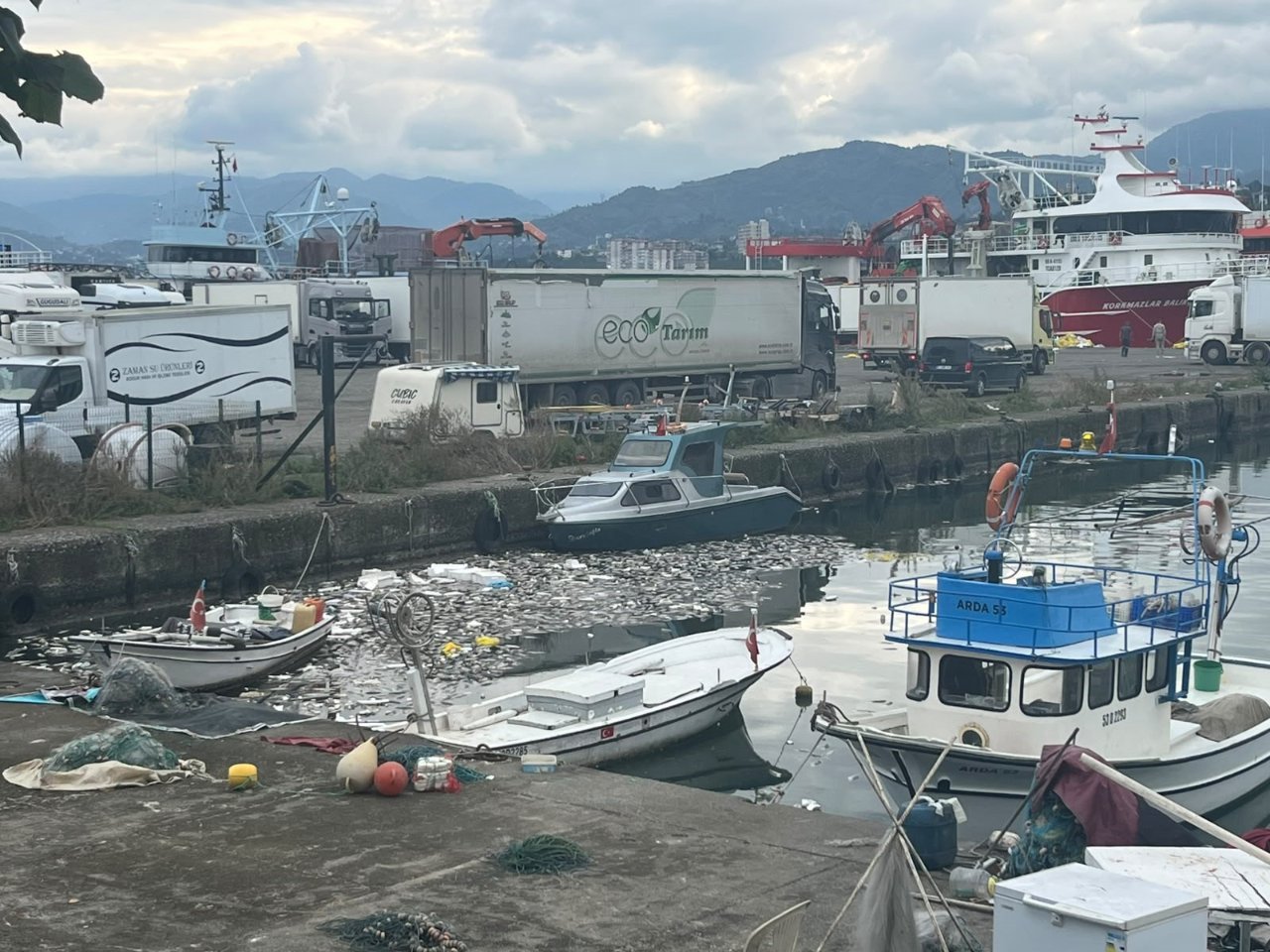 Palamut bolluğu kâbus getirdi! Kokudan durulmuyor, kimse cam açamıyor: Gereken ceza kesilsin