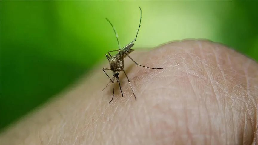 Sivrisinekten bulaşıyor! Kuzey Afrika bölgesinde salgın alarmı: Can kayıpları var