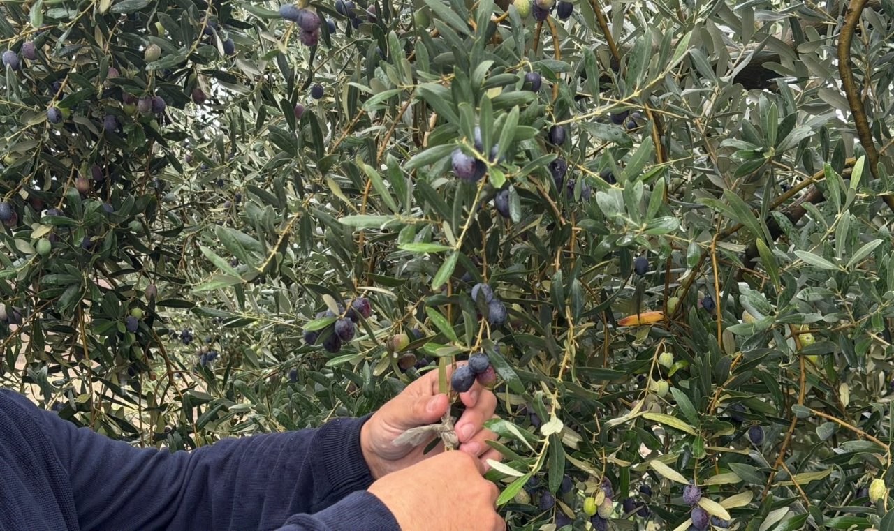 Zeytinde rekor rekolte beklentisi! Marmarabirlikten 600 bin tonluk alım planı