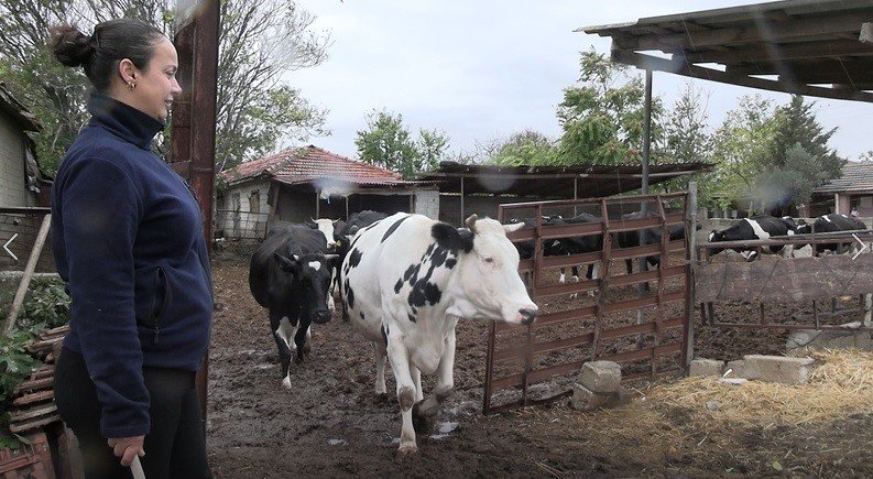 Beş hayvanla başladı onlarcasına ulaştı! Kadın çiftçi azmiyle sürüsünü büyüttü