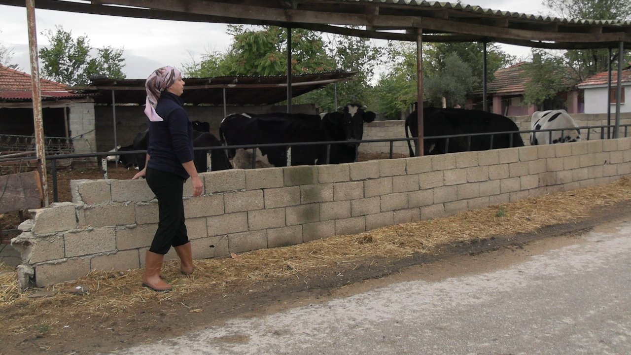 Beş hayvanla başladı onlarcasına ulaştı! Kadın çiftçi azmiyle sürüsünü büyüttü