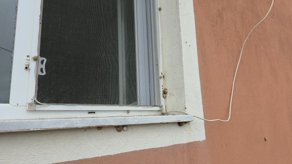 Depremin ardından ortaya çıktı, mahalleyi istila etti: Sebze yiyemez hale geldik