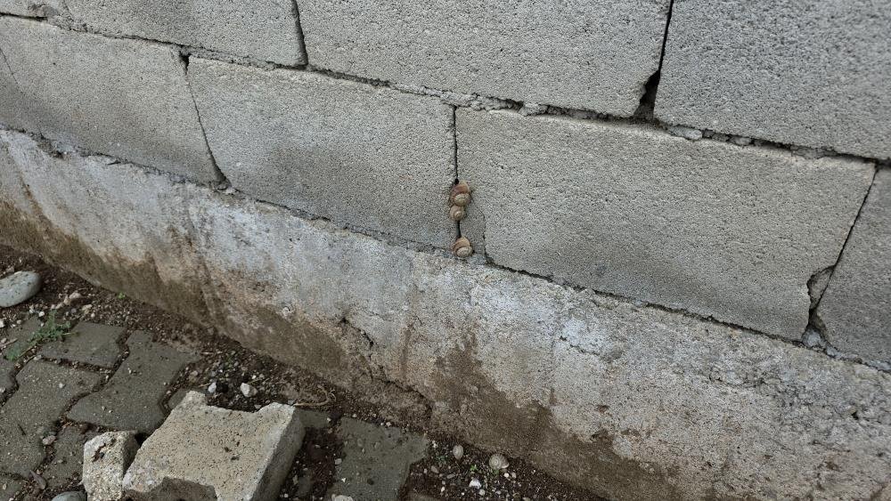 Depremin ardından ortaya çıktı, mahalleyi istila etti: Sebze yiyemez hale geldik
