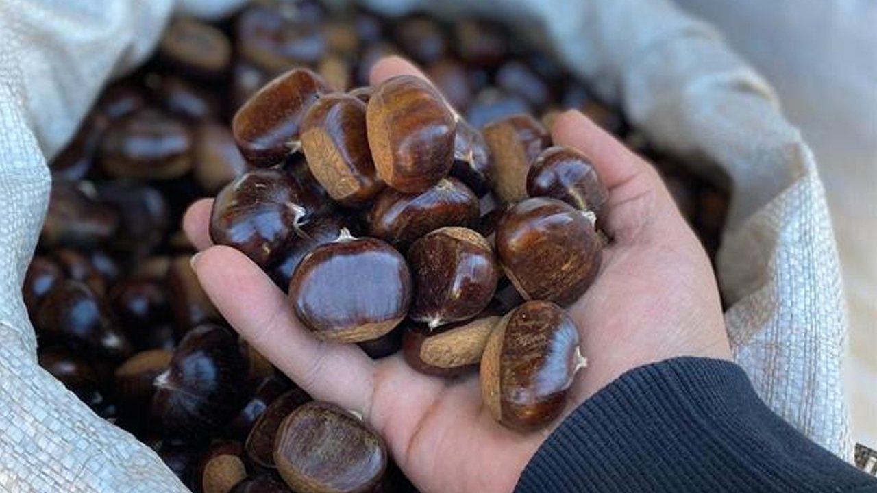Dünyaca ünlü Erfelek kestanesi tezgahlarda! Kilosu 800 liraya kadar çıkıyor
