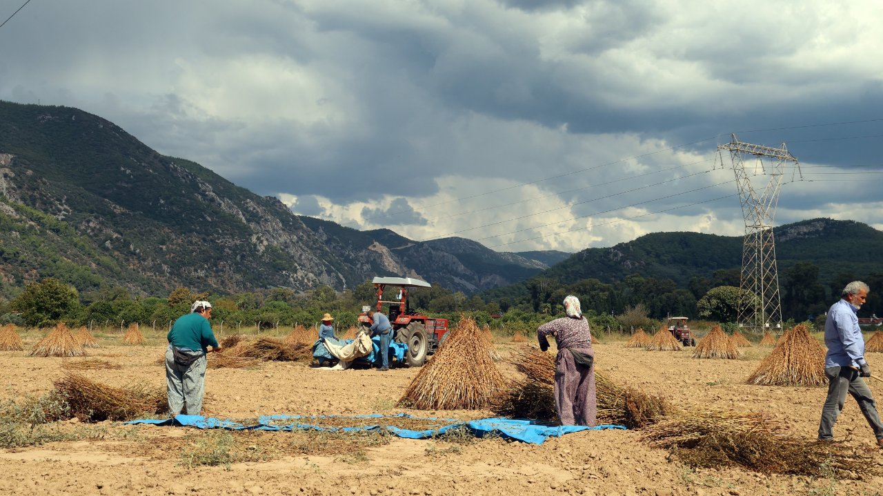 Muğla'da üretiliyor, Japonya'ya gönderiliyor! Suşi'nin olmazsa olmazı