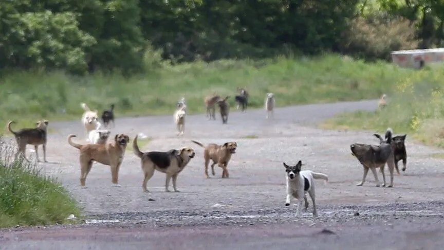 Terörsüz Türkiye, sokak köpekleri, uyuşturucuyla mücadele... Bakan Çiftçi'den Türkiye Gazetesi'ne özel açıklamalar