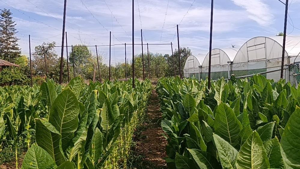 Deneme amacıyla ekilmişti, ilçenin geçim kaynağı oldu: Bakımı kolay, 250 bin TL kazancı var