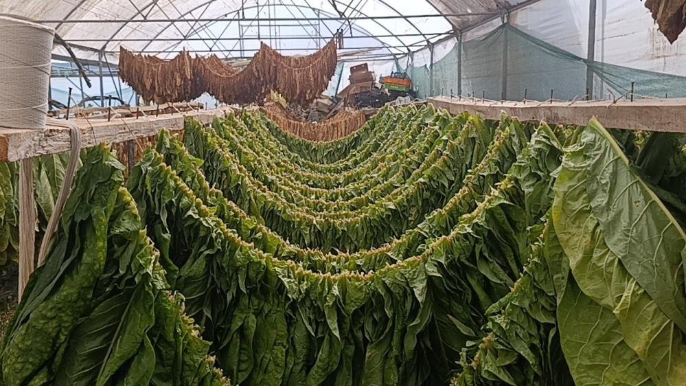 Deneme amacıyla ekilmişti, ilçenin geçim kaynağı oldu: Bakımı kolay, 250 bin TL kazancı var