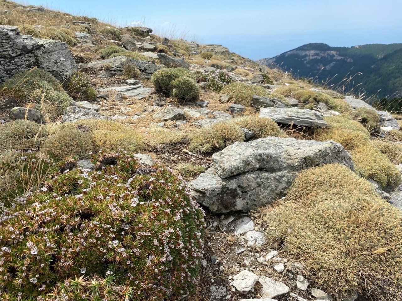 Kaz Dağları’nda yeni bir böcek türü keşfedildi