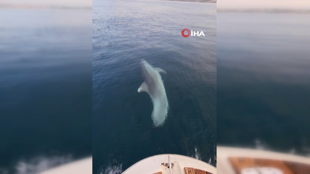 Tekirdağ'da gün doğumuyla gelen görsel şölen! Yunus balığı tekneye metrelerce eşlik etti