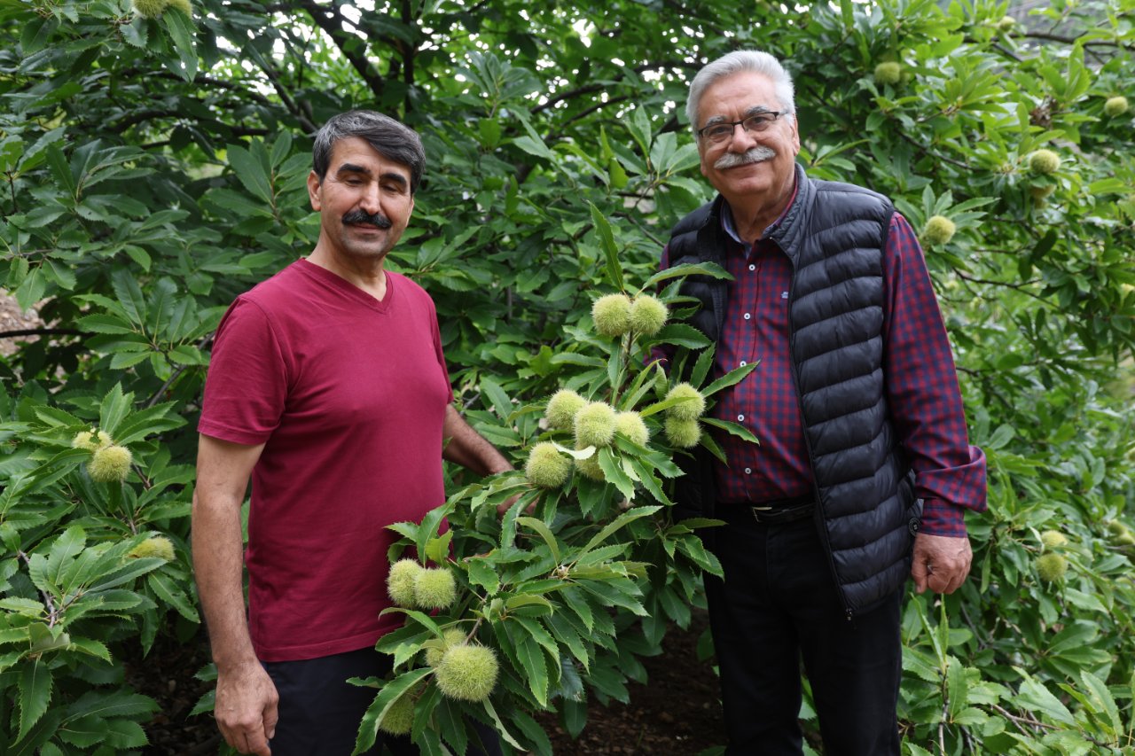 Adana'da deneme amaçlı ekti, başarılı oldu! Kilosunu 500 liradan satıyor