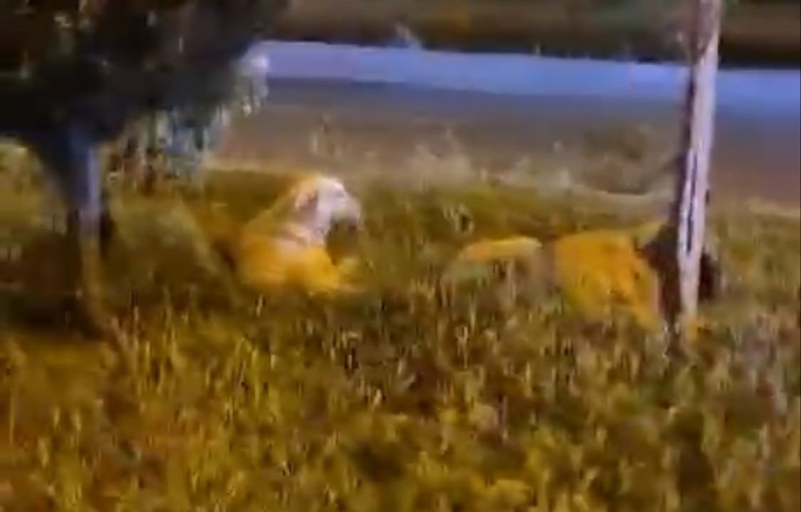 Batman'da "Köpekler ısırmaz" deyip video çeken sporcu köpeklerin saldırısına uğradı!