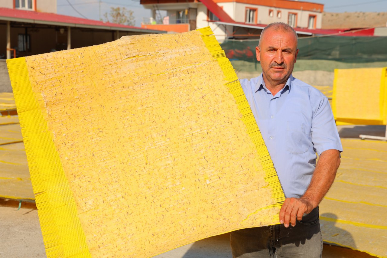 Kahramanmaraşın eşsiz lezzetinde 3.650 tonluk rekolte! Kente 1 milyar lira kazandırdı