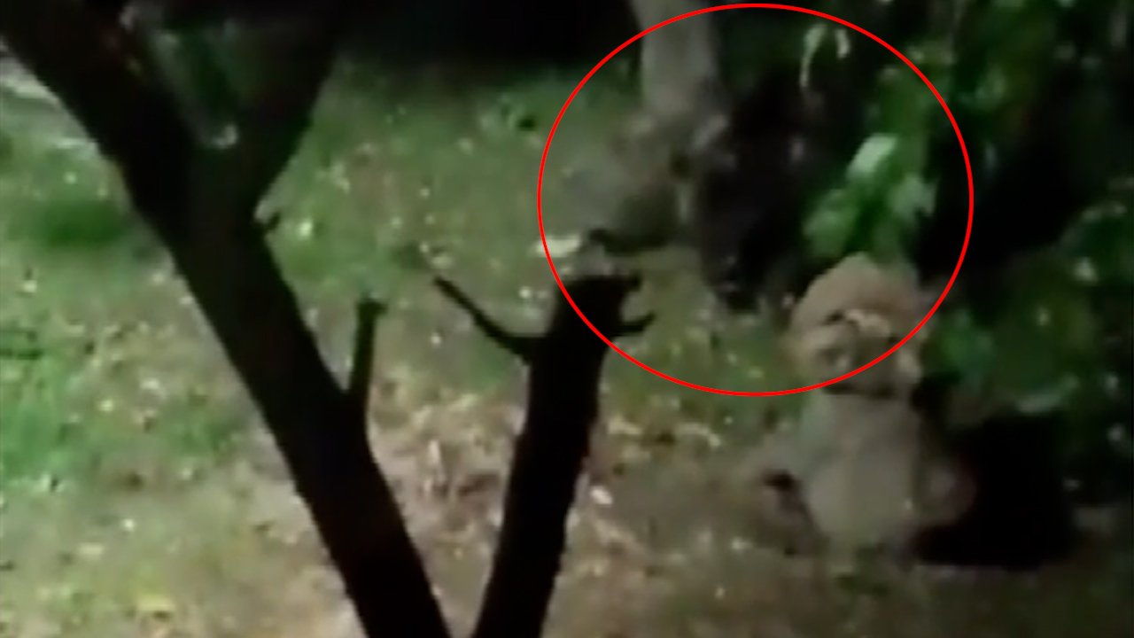 Sakarya'da bahçedeki elmaları yiyen ayıya ev sahibinin sitemi gülümsetti: Ayıp olmuyor mu!