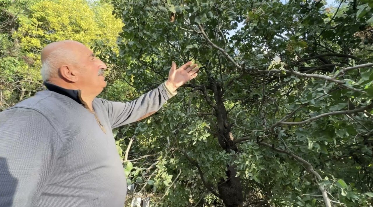 “Yüksekova’da olmaz” dediler! 50 yıldır meyve veriyor, gençlere yeni iş kapısı açacak