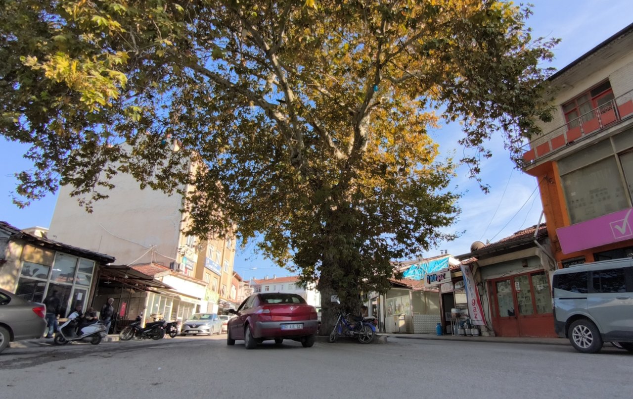 Tokat'ta 142 yıllık çınar! Bir ilçenin simgesi oldu, idamlar için kullanılmış