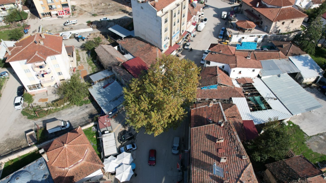 Tokat'ta 142 yıllık çınar! Bir ilçenin simgesi oldu, idamlar için kullanılmış