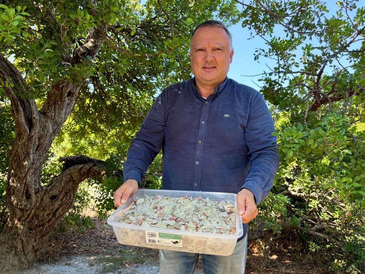 Çeşme'de hasat başladı! Kilosu 50 bin lira