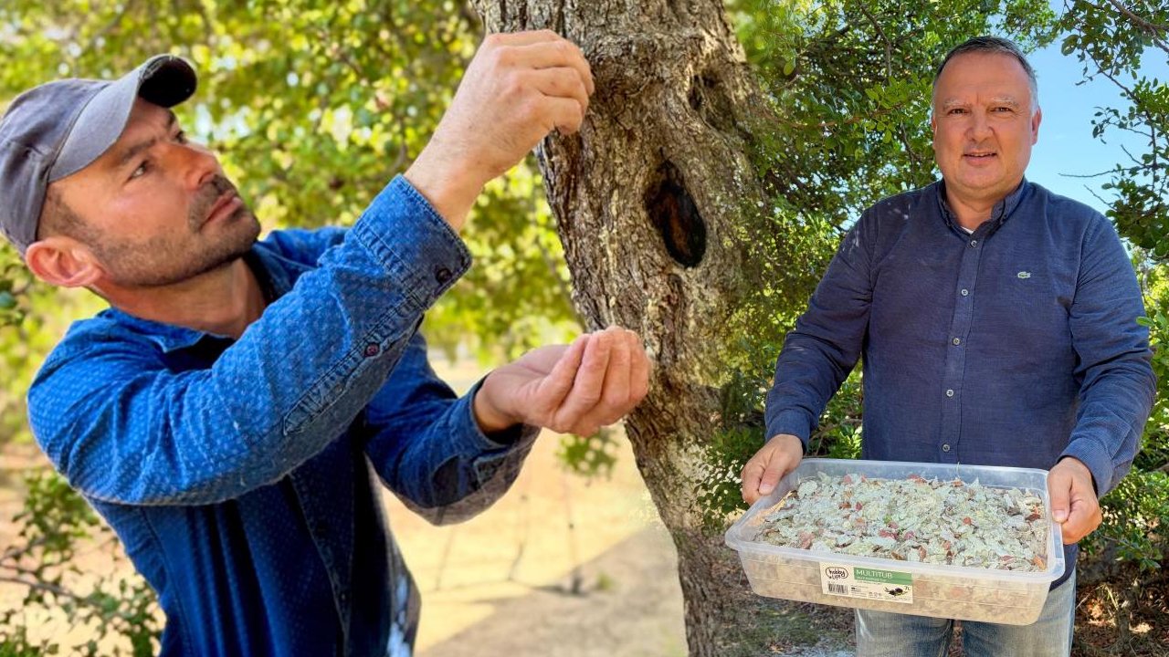 HASAT BAŞLADI!