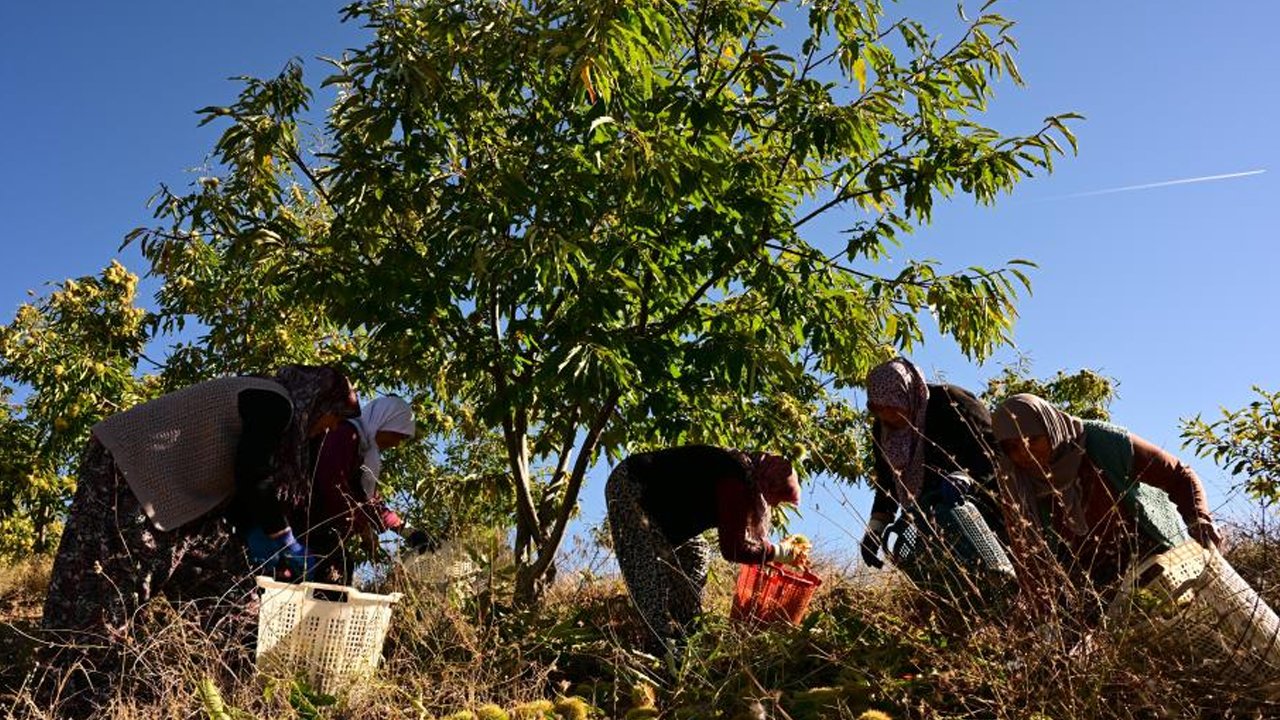 Dağ otlarıyla toprağa gömüp 3 ay bekletiyorlar: Tatlıcıların kapısında kuyrukta olduğu lezzetin hasadı başladı