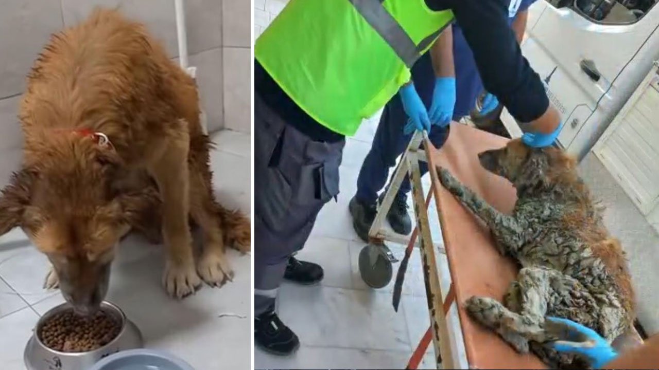 Adını çamurdan kurtulunca aldı! Bakan Çiftçi sosyal medya hesabından 'Şanslı'yı paylaştı
