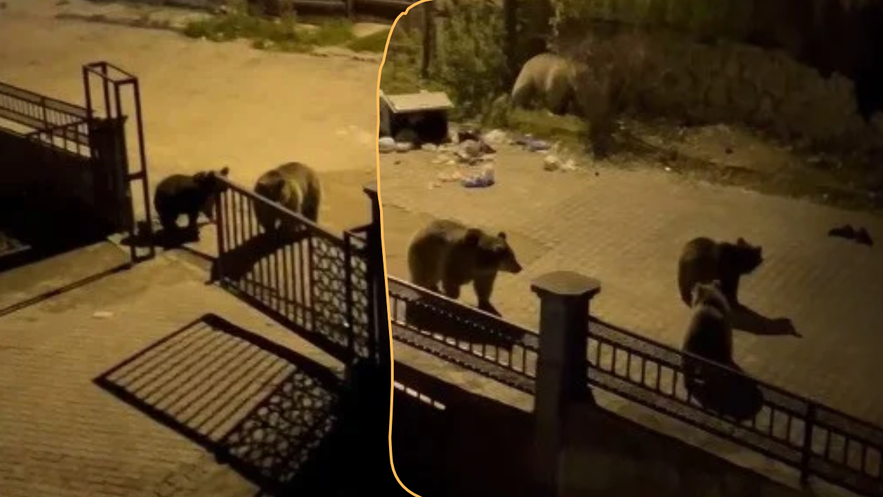 Ayıyı çöp karıştırırken görünce dayanamadı! Güldüren anlar kamerada