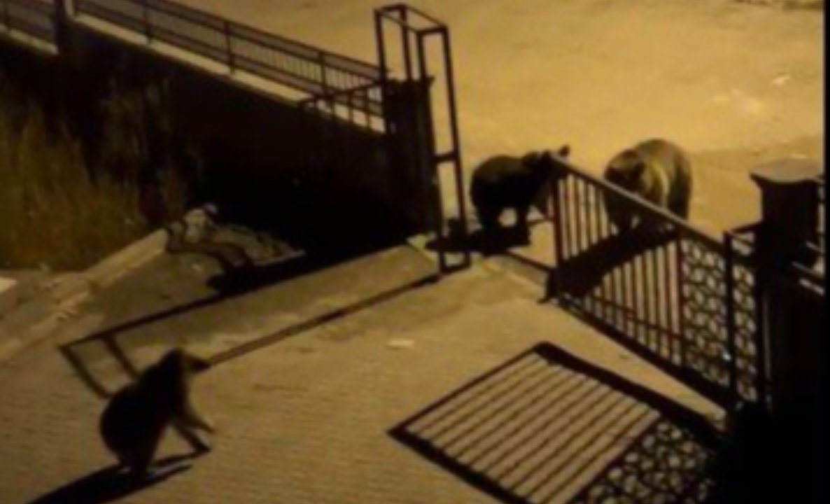 Ayıyı çöp karıştırırken gören vatandaş dayanamadı! Güldüren anlar kamerada