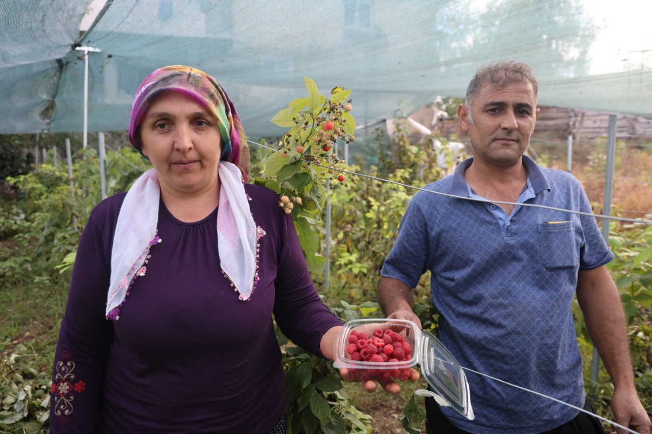 İlçede ilk kez o ekti, kilosunu 500 liraya satıyor! Görenler Dağdan mı buldun? diye şaşırıyor