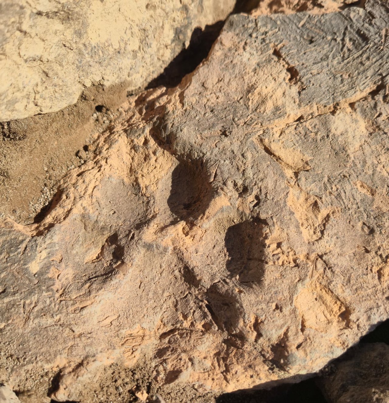 Tavşanlı Höyük kazılarında tarihi keşif! 4 bin yıllık pati izleri bulundu