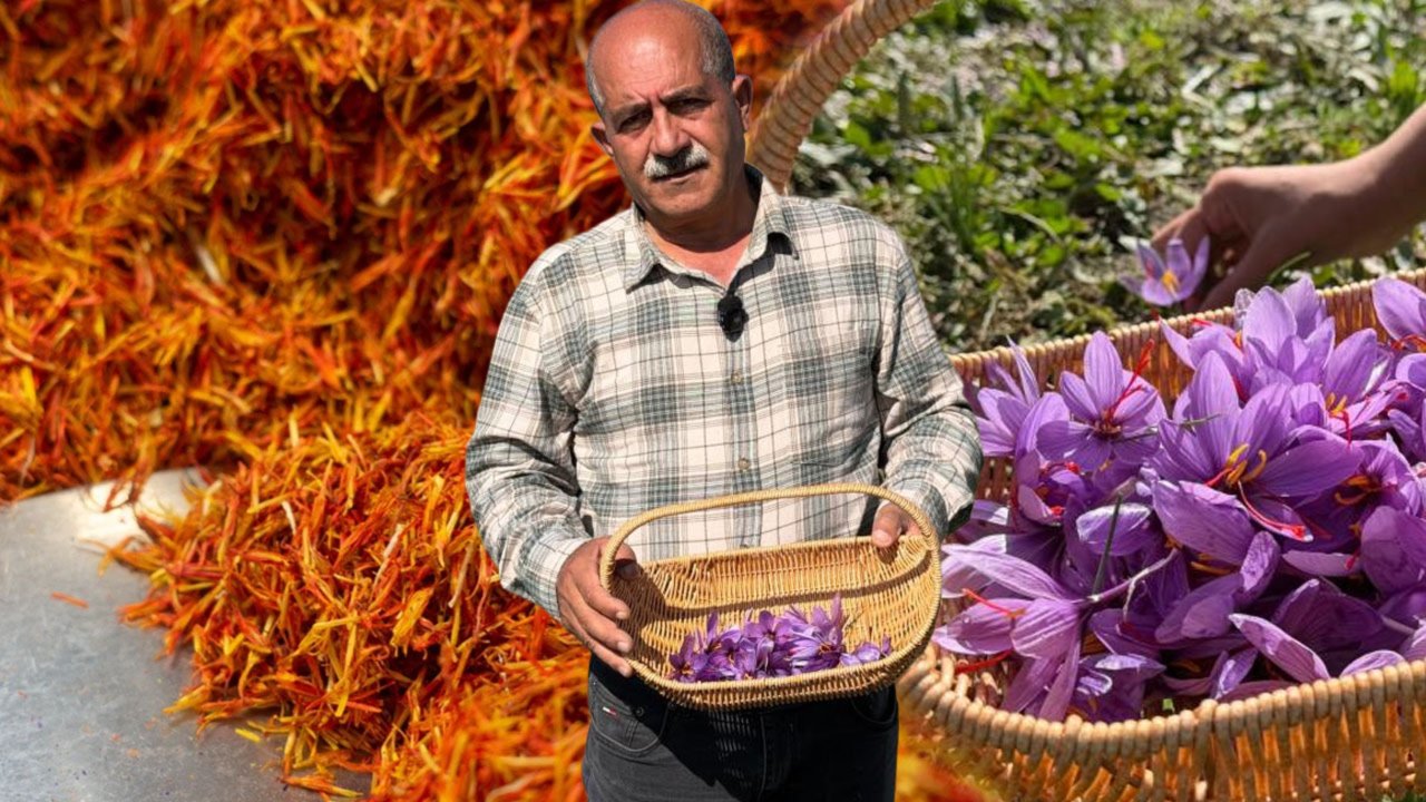Esnaflığı bıraktı, hasat için gün doğmadan yola koyuluyor! Kilosu 1 milyon lira