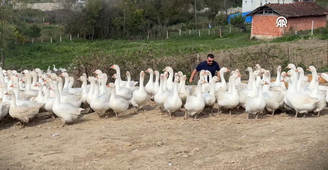 Çocukluk hayalini gelir kapısı yaptı! 50 kaz ile başladı, şimdi çiftliği var, 2027’de kooperatif kuracak