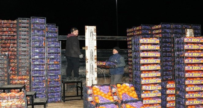 Tarladan sofraya devlet eli şart! Tarımda kısır döngü: Ürün yoksa fiyat uçuyor, ürün varsa çiftçi zarar ediyor