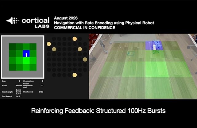 İnsan beyin hücreleriyle robot köpek yaptılar! Hareketlerini canlı nöronlar yönetiyor