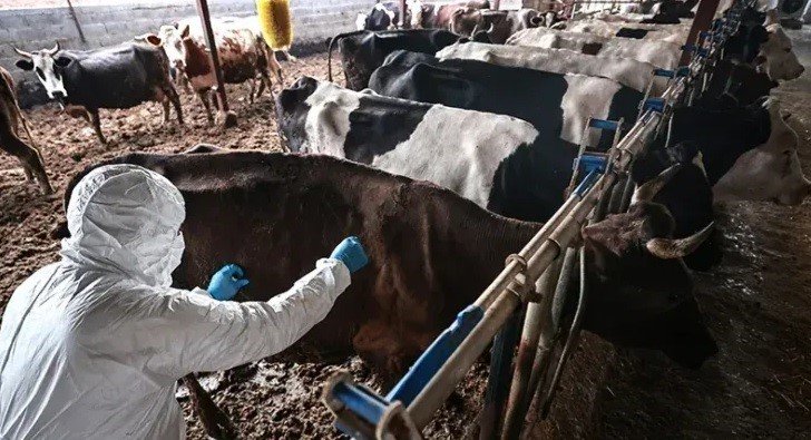 Şap paniği büyüdü! 5 mahalle karantinaya alındı