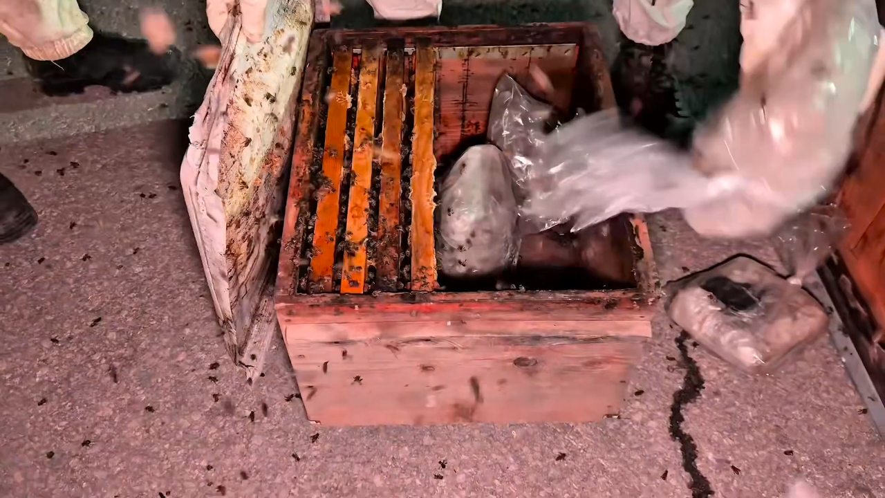 Arı kovanlarında uyuşturucu sevkiyatı! 91,1 kilo ele geçirildi